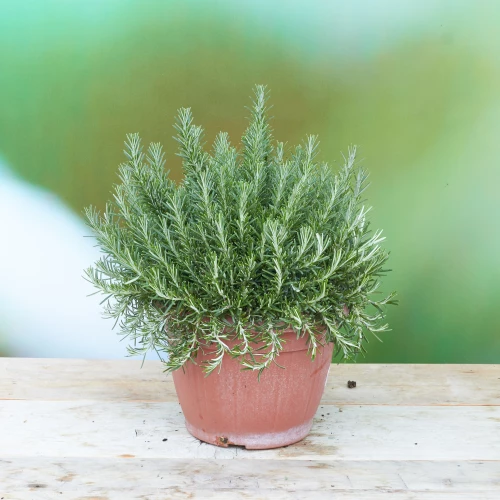 Rosmarin hängend 'SunnyHerbs'