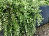 Rosmarin hängend 'SunnyHerbs'