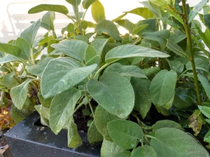 Salbei 'SunnyHerbs' grossblättrig