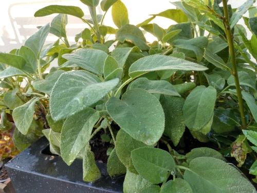 Salbei 'SunnyHerbs' grossblättrig