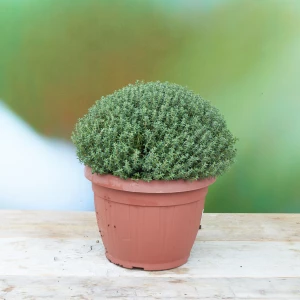 Gewürzthymian 'SunnyHerbs'