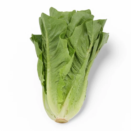 Setzlinge 'Lattich' grün
