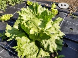 Setzlinge 'Eisbergsalat grün'