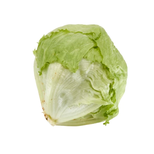 Setzlinge 'Eisbergsalat grün'