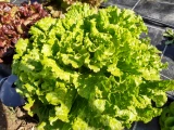 Setzlinge 'Eichblattsalat' Grün