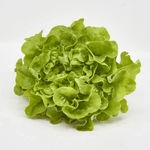Setzlinge 'Eichblattsalat' Grün
