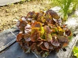 Setzlinge 'Eichblattsalat' Rot