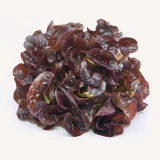 Setzlinge 'Eichblattsalat' Rot