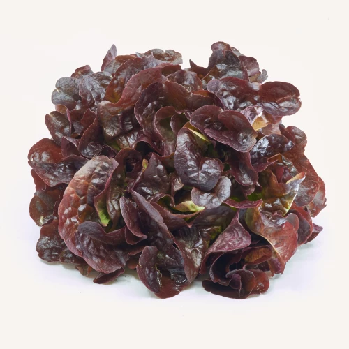 Setzlinge 'Eichblattsalat' Rot