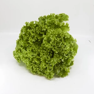 Setzlinge 'Lollo' Bionda
