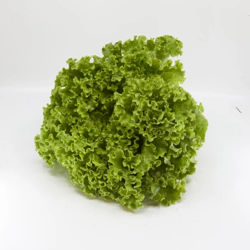 Setzlinge 'Lollo' Bionda
