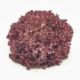 Setzlinge 'Lollo Rossa'