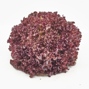 Setzlinge 'Lollo Rossa'