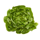 Setzlinge 'Kopfsalat' grün