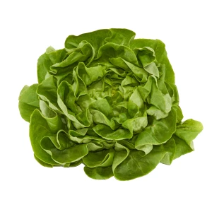 Setzlinge 'Kopfsalat' grün