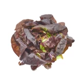 Setzlinge 'Kopfsalat' rot