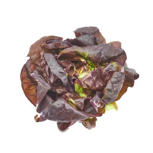 Setzlinge 'Kopfsalat' rot