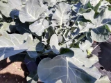 Setzlinge 'Broccoli'