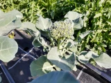 Setzlinge 'Broccoli'