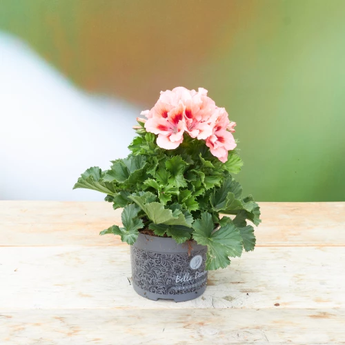 Pelargonium 'grandiflorum' pink