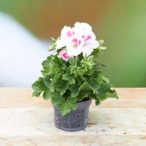 Pelargonium 'grandiflorum' rosa/weiss