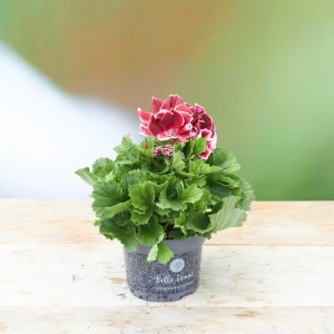 Pelargonium 'grandiflorum' bordeaux