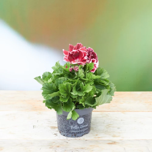 Pelargonium 'grandiflorum' bordeaux