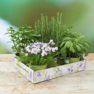 PflanzenBox 'ital. Kräuter'