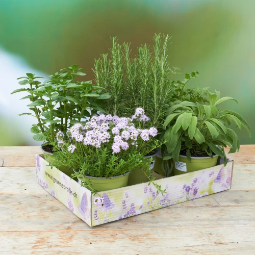 PflanzenBox 'ital. Kräuter'