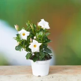Dipladenia weiss