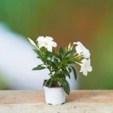 Dipladenia weiss