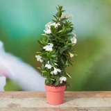Dipladenia weiss