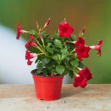 Dipladenia rot