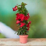 Dipladenia rot