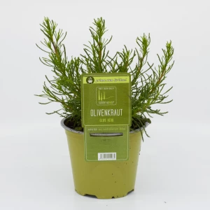 Olivenkraut 'SunnyHerbs'