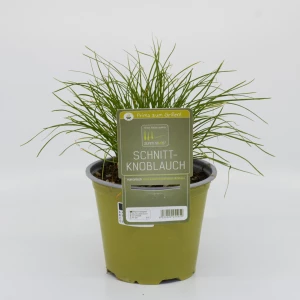 Knoblauch-Schnittlauch 'SunnyHerbs'