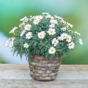 Margerite Busch mit Korb