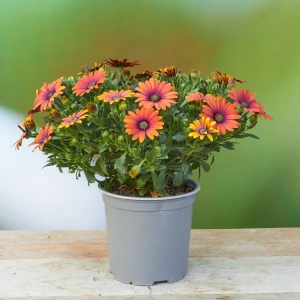 Osteospermum 'mixfarben'