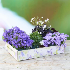 PflanzenBox 'Schattenpflanzen'