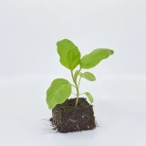 Jungpflanze 'Aubergine'