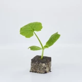 Jungpflanze 'Zucchetti grün'