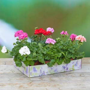 PflanzenBox 'Geranium aufrecht'