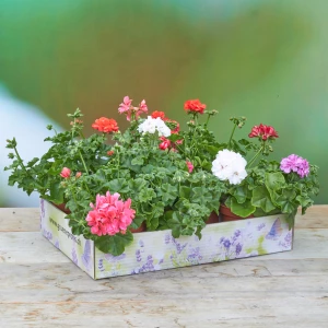 PflanzenBox 'Geranium halbhängend'