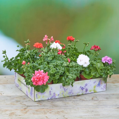 PflanzenBox 'Geranium halbhängend'