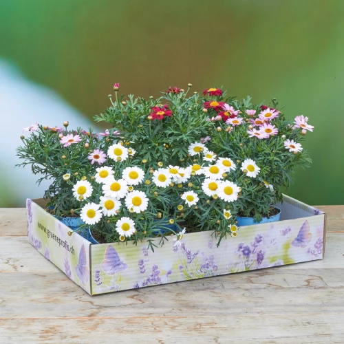 PflanzenBox 'Margeriten'