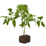 Jungpflanze 'Tomate Ochsenherz' veredelt