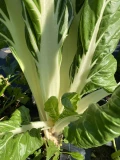 Setzlinge 'Stielmangold' weiss