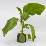 Jungpflanze 'Klassische Aubergine'