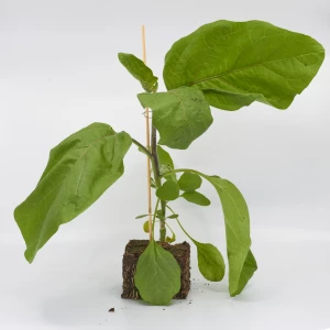 Jungpflanze 'Klassische Aubergine'