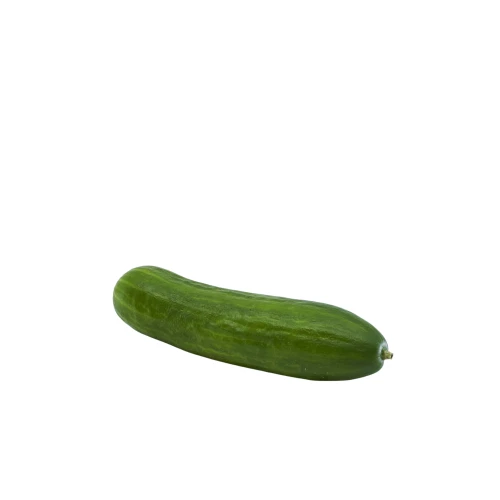 Jungpflanze 'Minigurke'